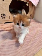 Kitten meet Stamboom, Ontwormd