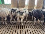 7 dikbil vaarzen, Dieren en Toebehoren, Mannelijk, 0 tot 2 jaar