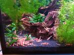 Crystal red garnalen, Dieren en Toebehoren, Vissen | Aquariumvissen, Kreeft, Krab of Garnaal