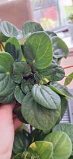 Peperomia Rana Verde Variegata, Ophalen of Verzenden, Overige soorten, Minder dan 100 cm