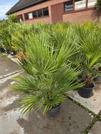 Palmbomen  humilis chamerops dwerg palm€30 2 voor €55, Volle zon, Bloeit niet, Ophalen of Verzenden, 100 tot 250 cm