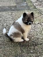 Thai Bangkaew Puppies, Dieren en Toebehoren, Parvo, Overige rassen, 8 tot 15 weken, Meerdere