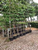 leibomen, Ophalen, 100 tot 250 cm