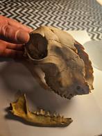 Schedel, vermoedelijk van een schaap incl onderkaak, Ophalen of Verzenden, Schedel