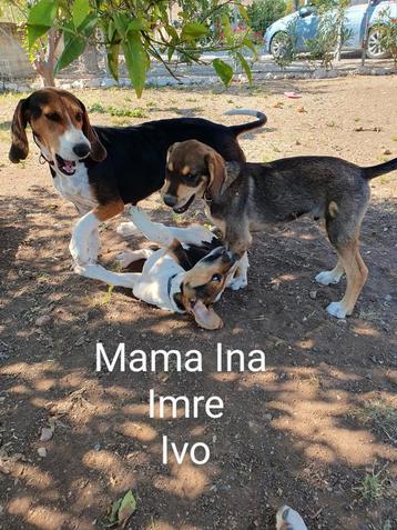 3 lieve puppen en moeder mix Griekse jachthond/beagle/basset beschikbaar voor biedingen