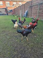 Shamo hanen, Mannelijk, Kip