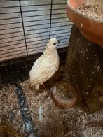 Kwartel man, Dieren en Toebehoren, Vogels | Overige Vogels