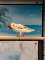 Majoor putter, Meerdere dieren, Wildzangvogel