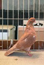 Portugese Tuimelaar, Dieren en Toebehoren, Vogels | Duiven, Meerdere dieren, Tuimelaar of Roller