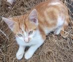 Lieve en aanhankelijke kittens aangeboden, Dieren en Toebehoren, Katten en Kittens | Raskatten | Korthaar, Meerdere dieren, Ontwormd
