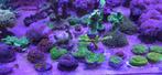 Hobbykweek koraal, Dieren en Toebehoren, Overige typen, Zoutwatervis