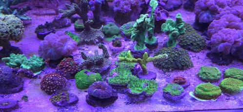 Hobbykweek koraal, Dieren en Toebehoren, Vissen | Aquariumvissen, Zoutwatervis, Overige typen