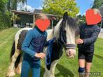 Mooie Tinker merrie 🤩, Dieren en Toebehoren, Pony's, Merrie, Recreatiepony, 0 tot 2 jaar
