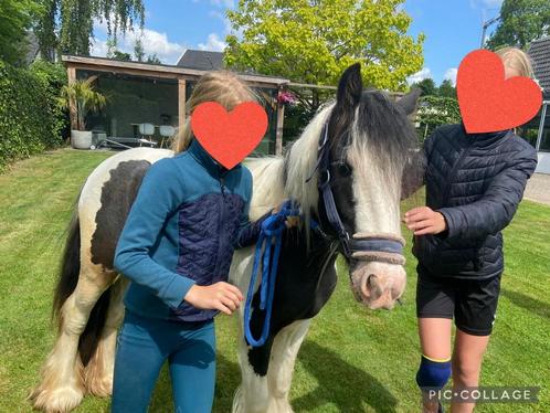 Mooie Tinker merrie 🤩, Dieren en Toebehoren, Pony's, Merrie, Recreatiepony, 0 tot 2 jaar