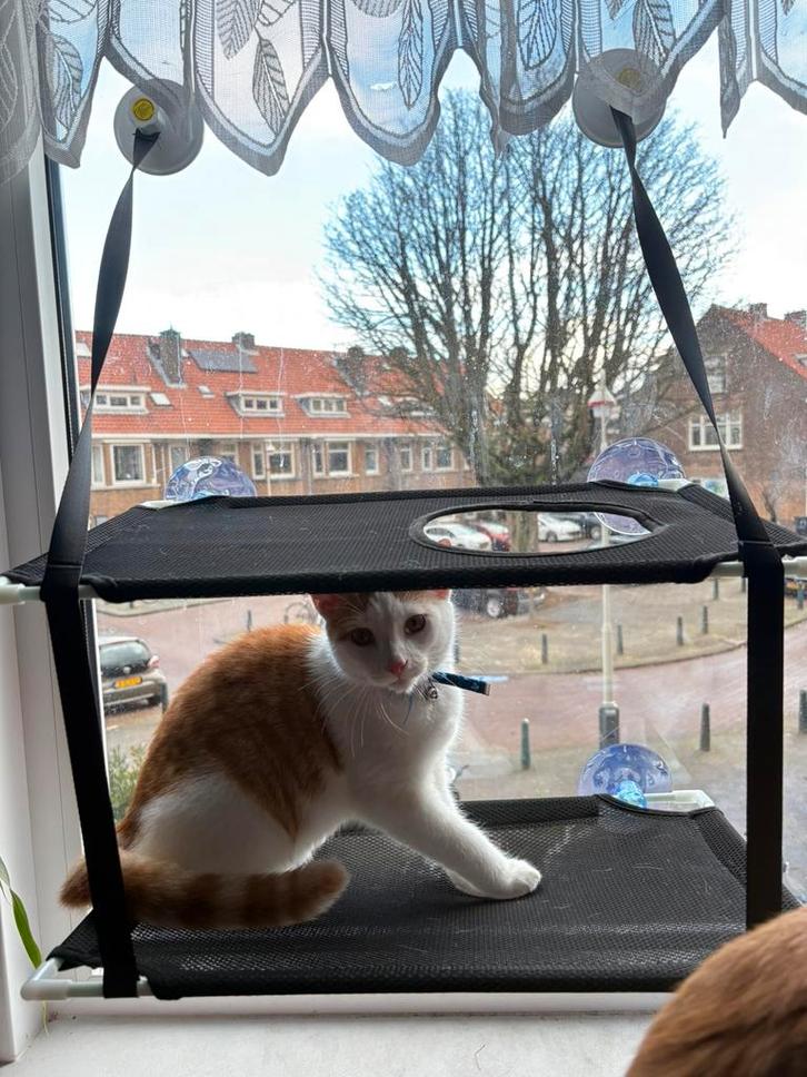Katten hangmat aan raam, Dieren en Toebehoren, Kattenmanden, Zo goed als nieuw, Ophalen of Verzenden