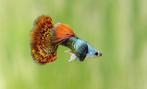 Silverado red dragon guppen, Dieren en Toebehoren, Vissen | Aquariumvissen, Vis, Zoetwatervis
