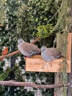 Australische kuifduif, Dieren en Toebehoren, Vogels | Overige Vogels, Meerdere dieren, Tropenvogel, Geringd