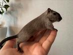 Handtam gerbil mannetje met toebehoren, Dieren en Toebehoren, Knaagdieren, Augustus, Mannelijk, Overige typen, Tam