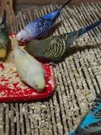 Alle kleuren zijn er., Dieren en Toebehoren, Vogels | Parkieten en Papegaaien, Meerdere dieren, Parkiet, Geringd