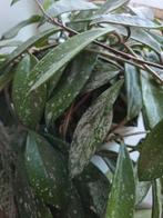 Hoya pink silver splash, Ophalen