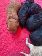 Puppy nieuws Sem/Lilly  f4 .6 reutjes  in 3 teefjes, Dieren en Toebehoren, Honden | Retrievers, Spaniëls en Waterhonden, Overige rassen