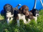 Friese Stabij/Wetterhoun pups, Dieren en Toebehoren, 8 tot 15 weken, Meerdere, Meerdere dieren, Middel