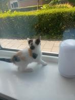 Hele schattige kitten  tekoop  geboren op 16 mei 2025, Dieren en Toebehoren, Katten en Kittens | Raskatten | Korthaar