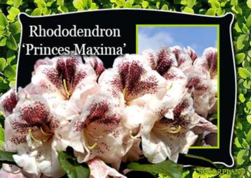 rhododendron met bijzondere kleuren beschikbaar voor biedingen