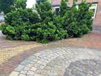 Japanse Den altijd groen Pinus parviflora Nagishi, Ophalen, Overige soorten, 100 tot 250 cm