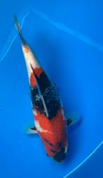 Dainichi showa, Karper of Koi