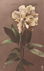 Hartelijk Gefeliciteerd (1924) 130523, Verzenden, 1920 tot 1940, Gelopen, Feest(dag)