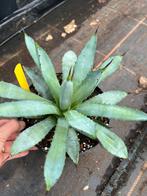Agave macroacantha, Ophalen of Verzenden, Bloeit niet, Overige soorten, Volle zon