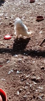 1 jonge Zijdehoender Haan Platenbont gratis., Dieren en Toebehoren, Pluimvee, Mannelijk, Kip