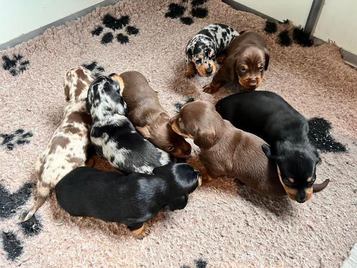 ❤️ Dwerg teckel pups ❤️, Dieren en Toebehoren, Honden | Teckels en Dashonden, Meerdere dieren, Korthaar, Dwerg, Fokker | Hobbymatig