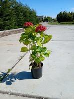 Mooie rode hortensia's, Tuin en Terras, Planten | Tuinplanten, Overige soorten, Vaste plant, Ophalen of Verzenden, Halfschaduw