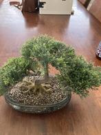 Bonsai, Ophalen of Verzenden