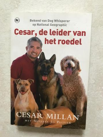 Cesar, de leider van het roedel beschikbaar voor biedingen