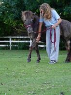 VERZORG PONY/PAARD GEZOCHT/ VERZORGER AANGEBODEN, Dieren en Toebehoren, Ophalen of Verzenden