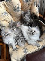 Maine coon x Ragdoll kittens, Poes