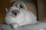 Twee schattige ragdoll dames, met stamboom, Dieren en Toebehoren, Katten en Kittens | Raskatten | Langhaar, Poes, Gechipt, 0 tot 2 jaar