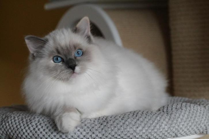 Twee schattige ragdoll dames, met stamboom, Dieren en Toebehoren, Katten en Kittens | Raskatten | Langhaar, Poes, 0 tot 2 jaar