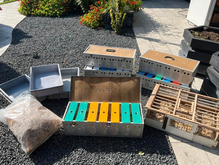 Duivenmanden + beukensnippers Te koop, Dieren en Toebehoren, Vogels | Duiven, Postduif, Meerdere dieren