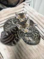 Half bengaalse kittens zoeken een thuis, Dieren en Toebehoren, Meerdere dieren, Ontwormd, 0 tot 2 jaar