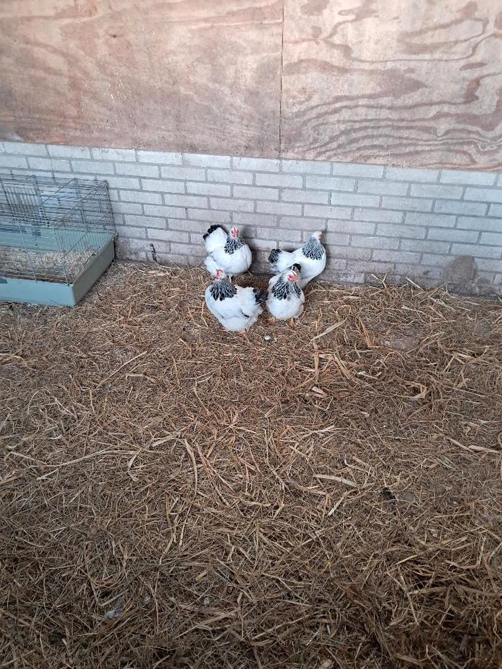 Wyandotte Krielkippen Wit-zwartcolumbia, Dieren en Toebehoren, Pluimvee, Kip, Meerdere dieren