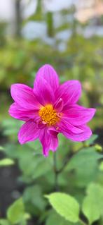 Dahlia 57, Ophalen, Overige soorten, Volle zon