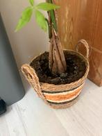 Plantenmand, Huis en Inrichting, Woonaccessoires | Schalen en Manden, Ophalen of Verzenden, Gebruikt, Rechthoekig