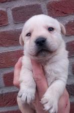 Labrador pup blond reutje GROOT SOORT, Parvo, 8 tot 15 weken, Labrador retriever, Geslacht onbekend