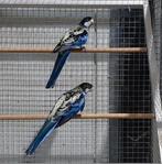 Gezocht koppel Brown Rosella, Dieren en Toebehoren, Vogels | Parkieten en Papegaaien, Meerdere dieren, Parkiet