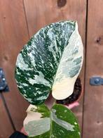 Monsterea thai constellation variegata creme plant, Ophalen of Verzenden, Halfschaduw, Minder dan 100 cm