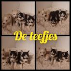 Mooie en lieve husky,s pups nog 2 teefjes beschikbaar, 8 tot 15 weken, Poolhond, Meerdere, Meerdere dieren